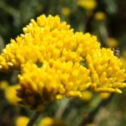 Helichrysum cymosum, KRCA